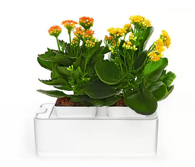 Автоматический Мини-сад Fashion GrowerАвтоматический Мини-сад Fashion Grower
