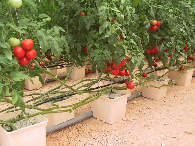 Набор для выращивания микрозелени GreensbionicНабор для выращивания микрозелени Greensbionic