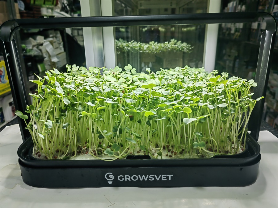 Домашняя грядка для микрозелени GrowsvetДомашняя грядка для микрозелени Growsvet