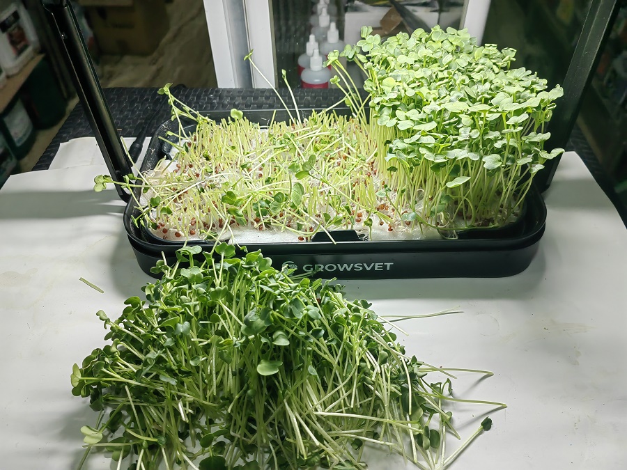 Домашняя грядка для микрозелени GrowsvetДомашняя грядка для микрозелени Growsvet