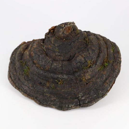 Трутовик ложный (Phellinus) • 60 капсулТрутовик ложный (Phellinus) • 60 капсул