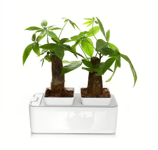 Автоматический Мини-сад Fashion GrowerАвтоматический Мини-сад Fashion Grower