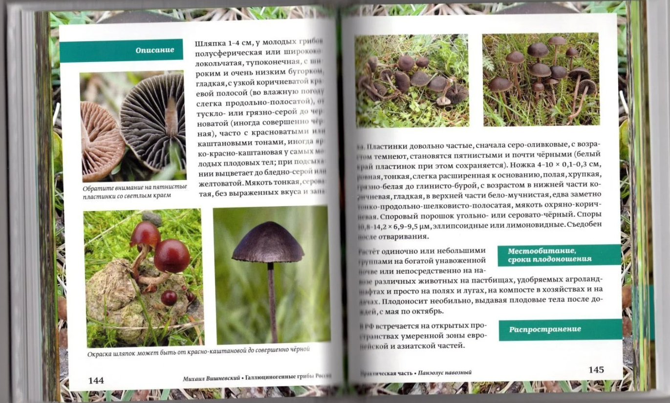 Книга Галлюциногенные грибы России. Атлас-справочник 3 издание.Книга Галлюциногенные грибы России. Атлас-справочник 3 издание.