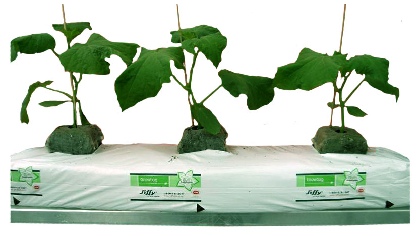 Кокосовый субстрат Jiffy Growbag - мат 100х20х5 смКокосовый субстрат Jiffy Growbag - мат 100х20х5 см